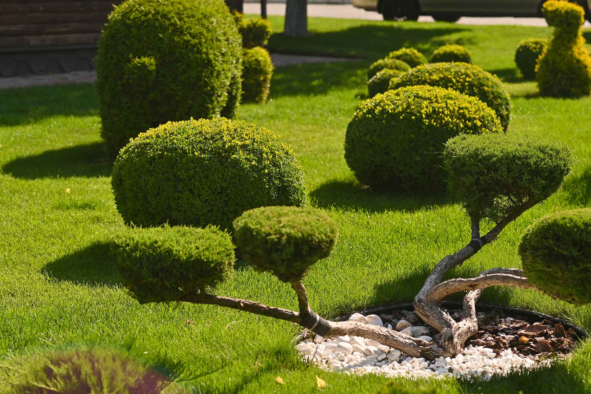 Geometric hedge design and upkeep in a local Montgomery County park — Worthy Landscaping