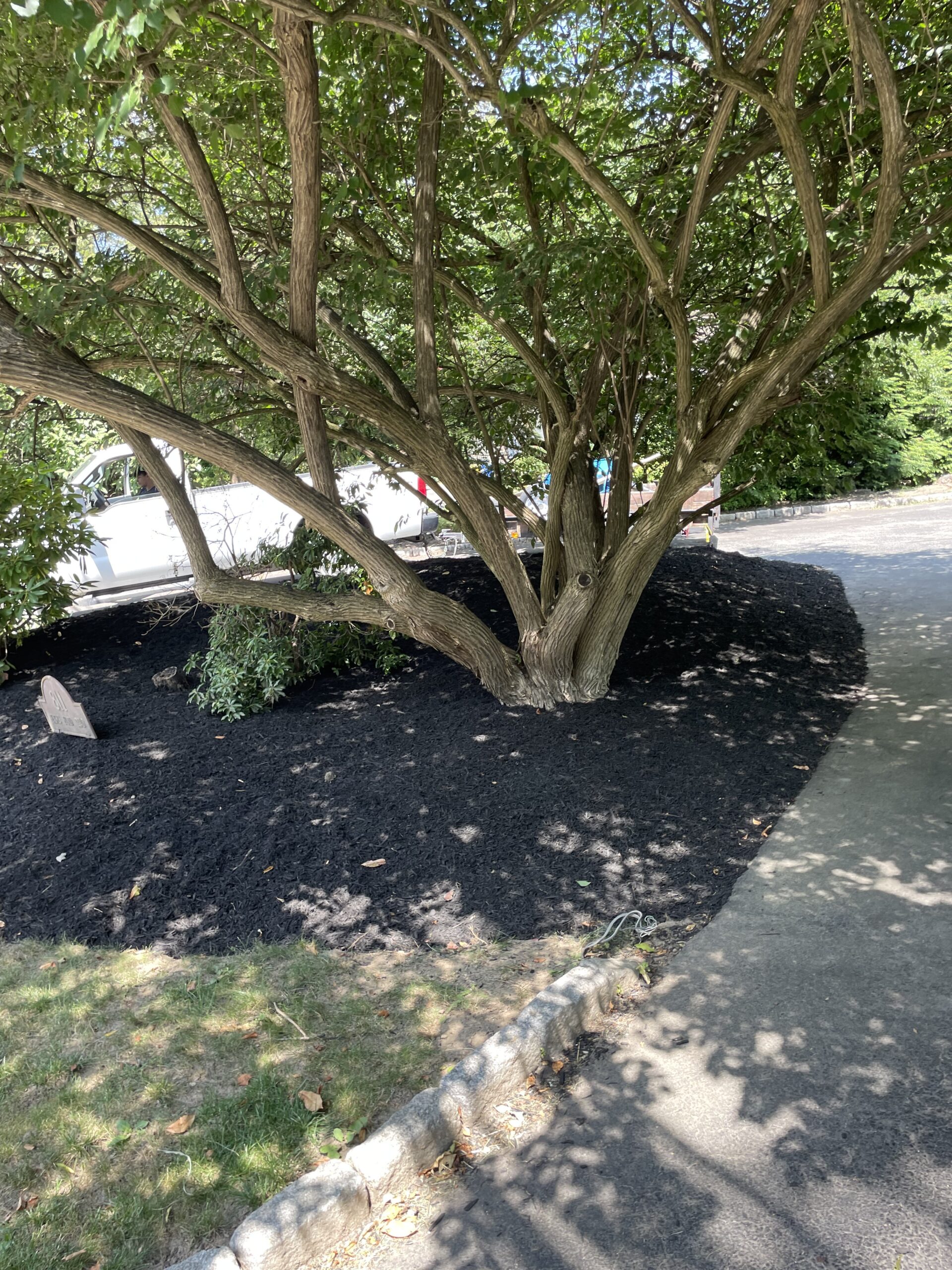 Mulch applied correctly around shrubs—kept off stems with clean bed edges — Worthy Landscaping, Montgomery County, PA