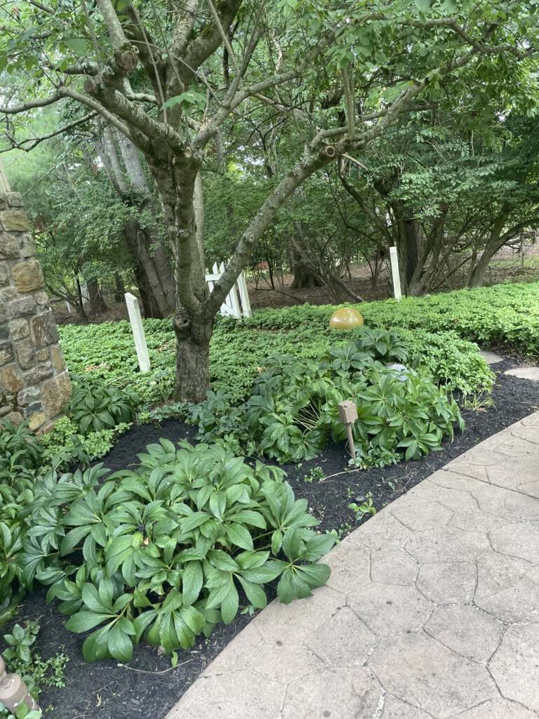 Low green plants and a tree in a mulched bed beside a paved walkway