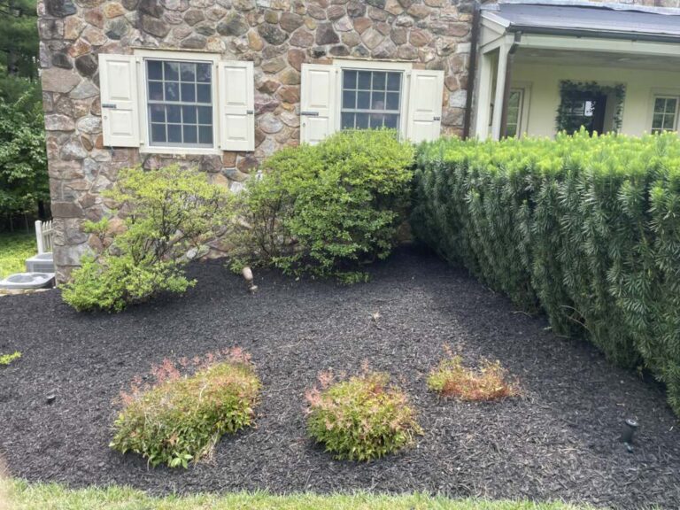 Shrubs and a clipped evergreen hedge in a dark mulch bed beneath stone-house windows