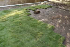 continuous turf after a Sod Installation Service by Worthy Landscaping in Montgomery County.