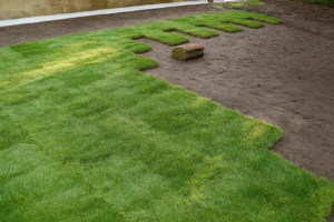 weed-free sod after a Sod Installation Service by Worthy Landscaping in Montgomery County.