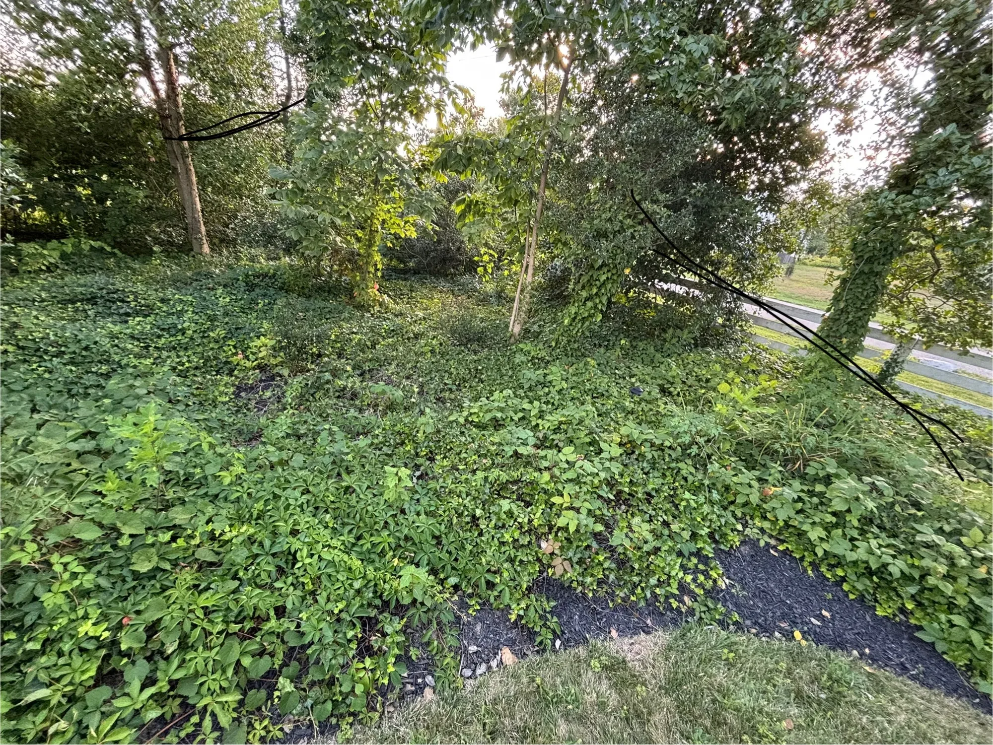 Bush & Shrub Trimming by Worthy Landscaping
