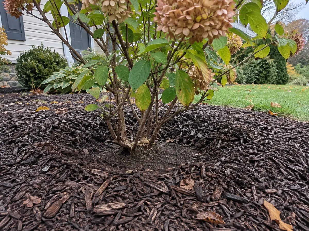 Mulch pulled back to expose soil around the base of a multi-stem shrub.
