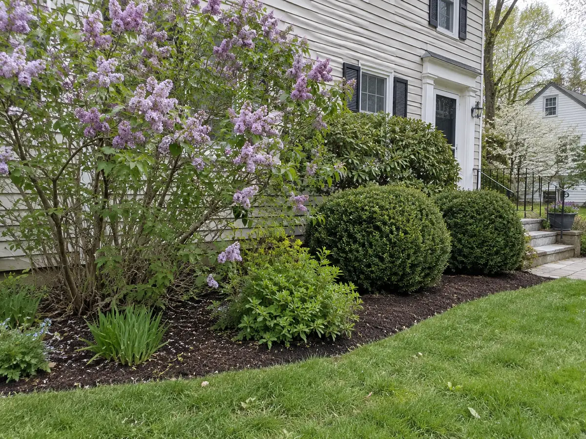 Blooming lilac beside trimmed evergreen shrubs in a mulched foundation bed.
