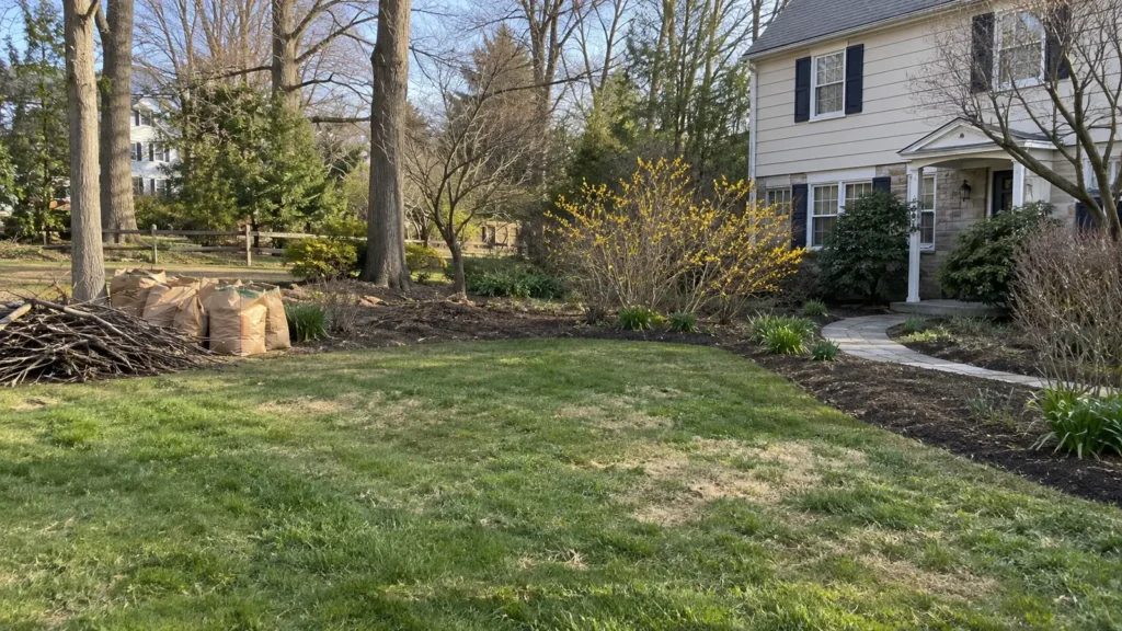 Early-spring lawn and beds with a pile of branches and flowering forsythia.